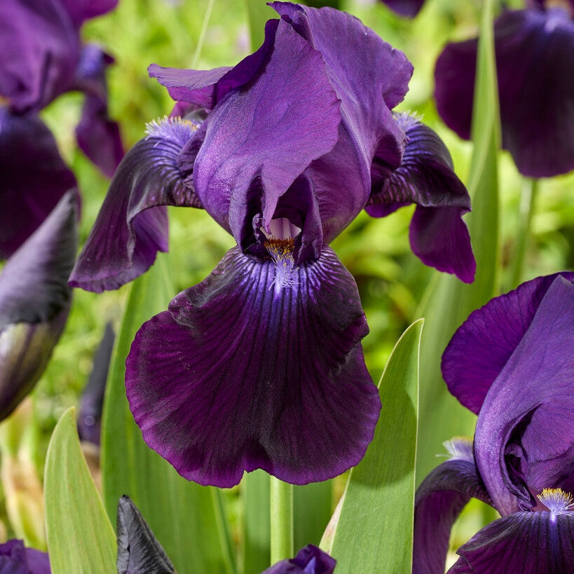 Tyskiris-Iris Germanica Sable 1-pakkaus