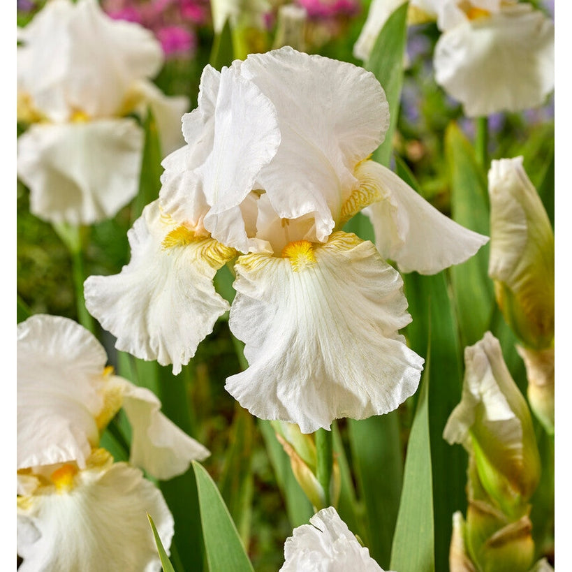 Tyskiris-Iris Germanica Hohtava Serafiini 1-pakkaus