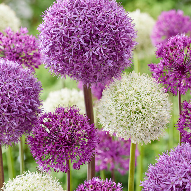 Allium Mixed 5-pack