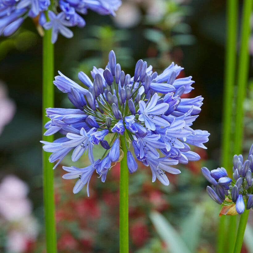Afrikan sininen lilja - Agapanthus Blue 1-paketti