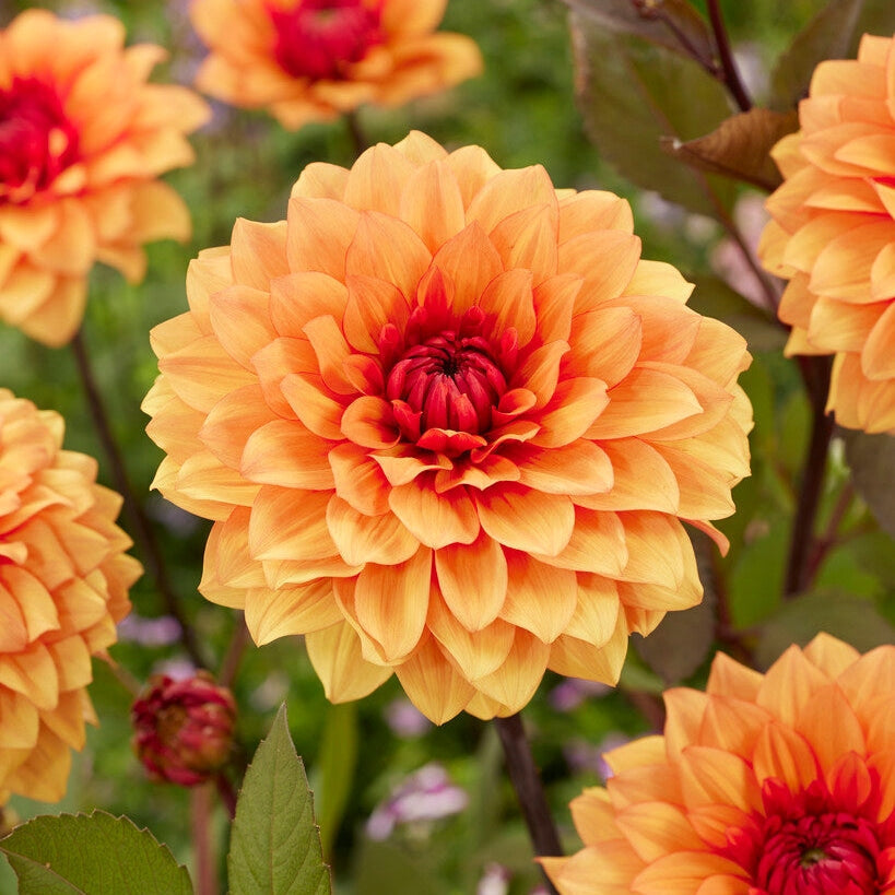 Dahlia Oranssi Patsas Dekoratiivinen 1-pakkaus UUTUUS
