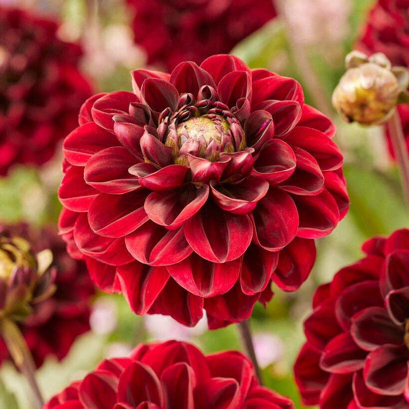 Dahlia Red Dark Wave Yksittäinen Kukinta 1-pakkaus UUTUUS