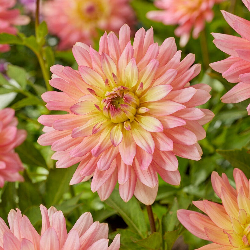 Dahlia Border Extase 1-paketti