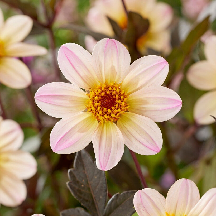 Dahlia Anemon White Cream 1-pack UUTUUS