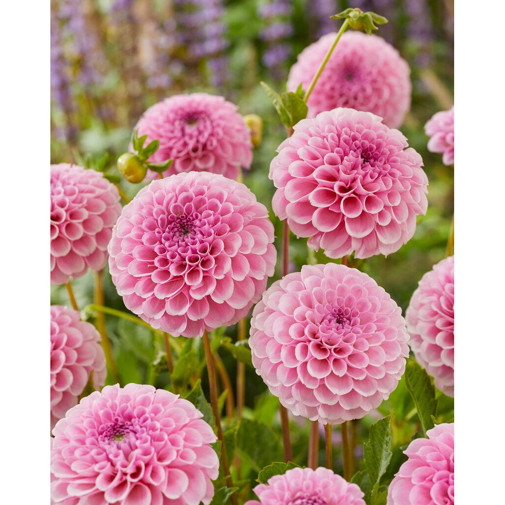 Dahlia Pompon Stolze von Berlin 1-pakkaus UUTUUS