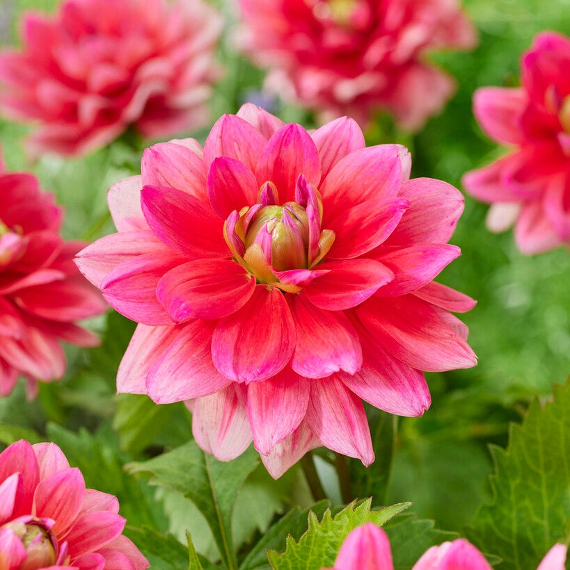 Dahlia Border Berliner Kleene 1-pakkaus