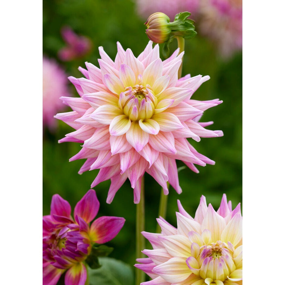 Dahlia Romantique Dekoratiivinen 1-pakkaus UUTUUS