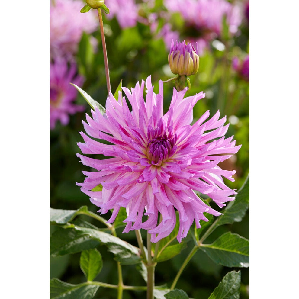 Dahlia Torsade Kaktus 1-pakkaus UUTUUS