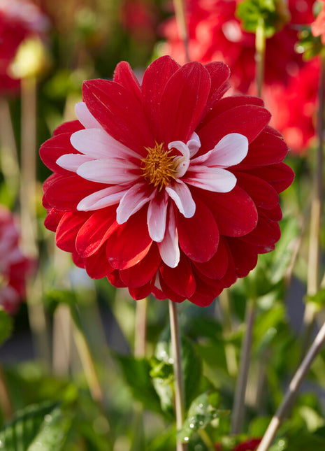 Dahlia Dekorativ Olga's light 1-pack NYHET