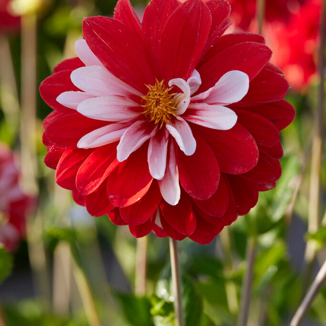 Dahlia Dekorativ Olga's light 1-pack NYHET