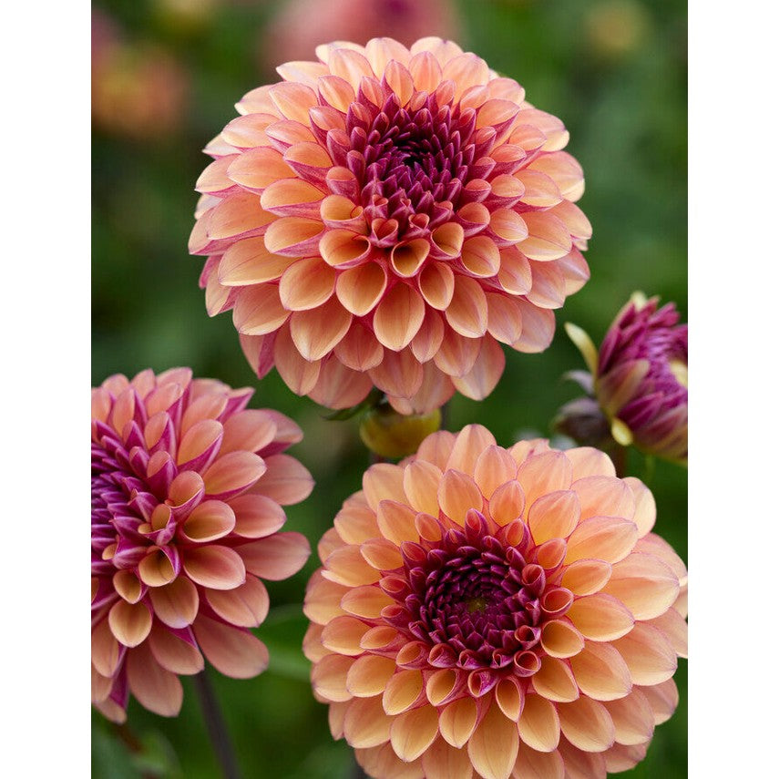 Dahlia Palmares pompon 1-pakkaus UUTUUS