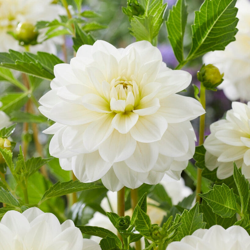 Dahlia White Onesta Dekorativ 1-pack UUTUUS