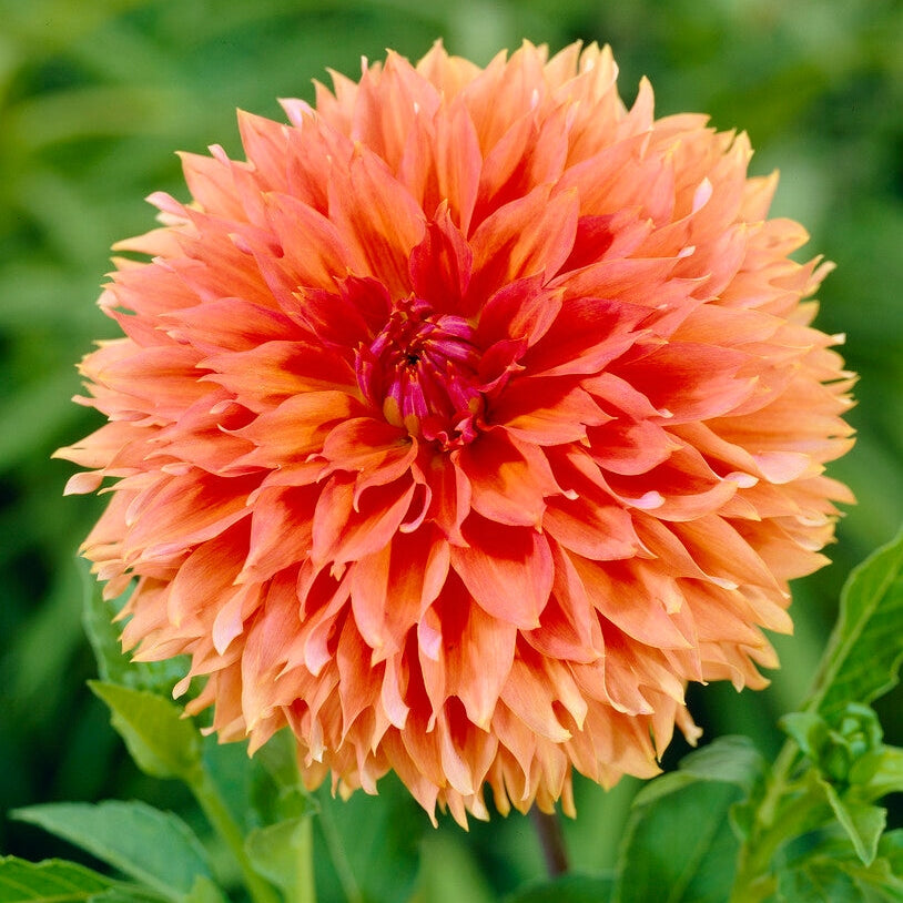 Dahlia Fubuki Orange 1-paketti