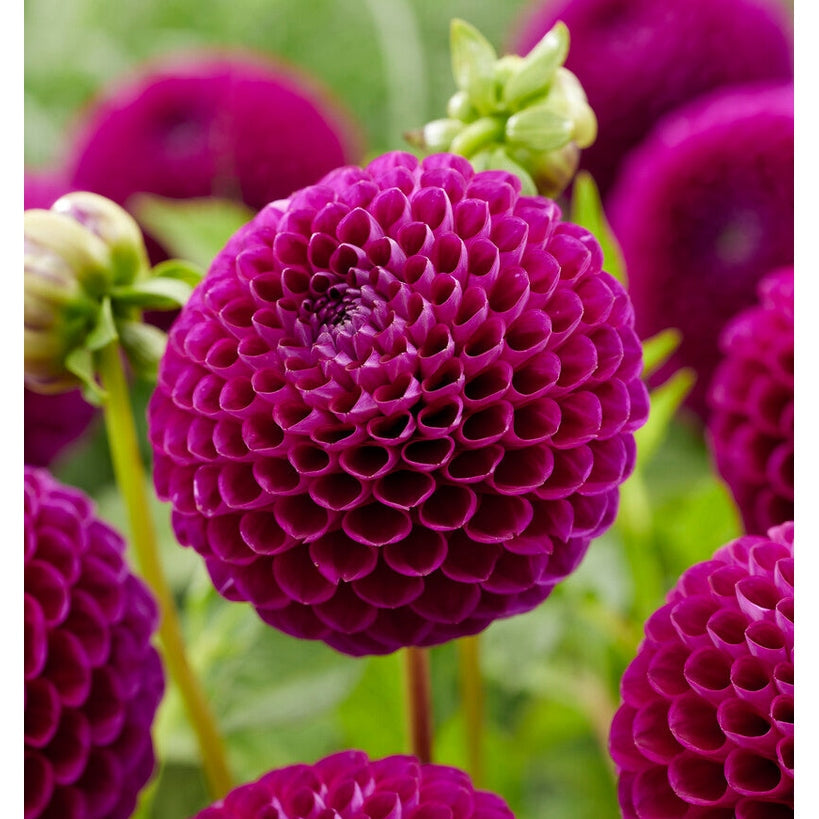 Dahlia Downham Royal Ball 1-pack UUTUUS