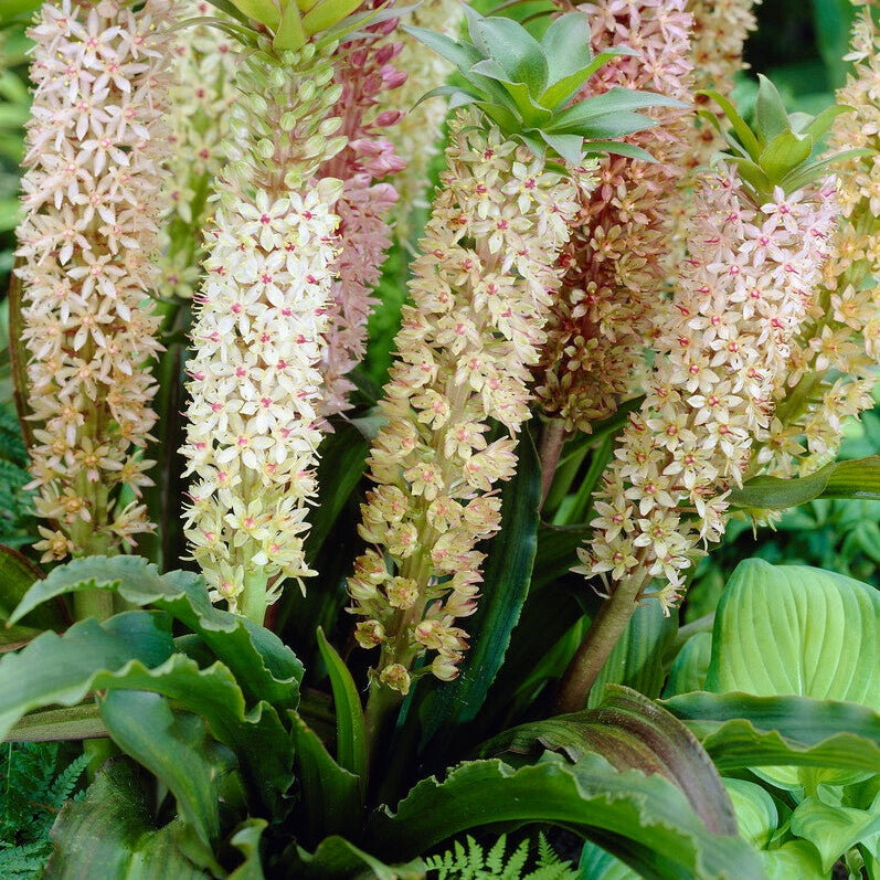 Tofslilja-Eucomis Comosa 1-pakkaus