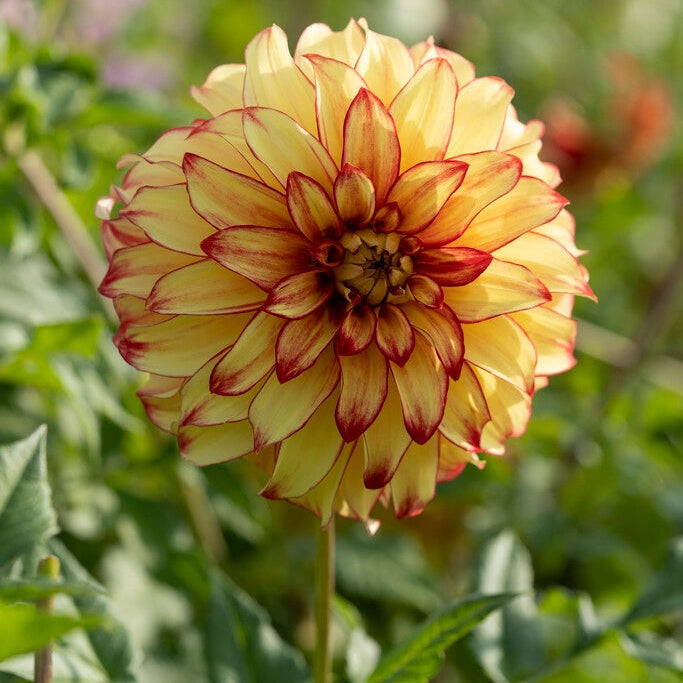 Dahlia Dekoratiivinen Lady Darlene 1-pakkaus
