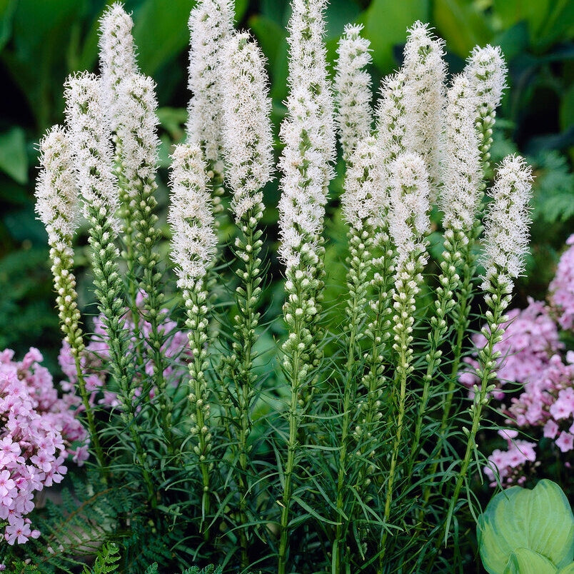 Rosenstav-Liatris Spicata Alba 10-pakkaus