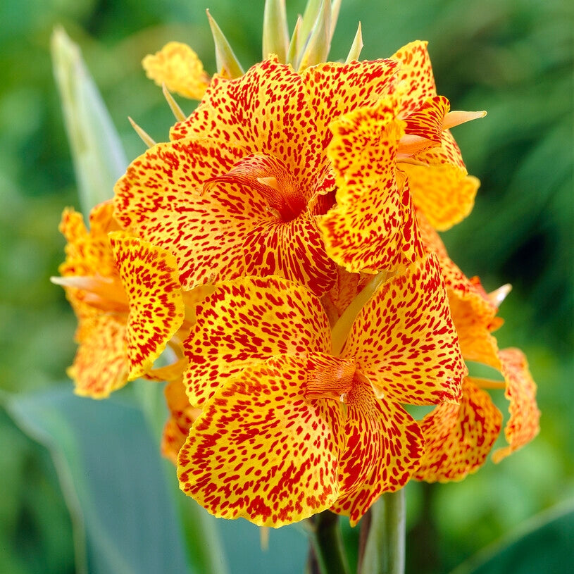 Canna Picasso 1-pakkaus