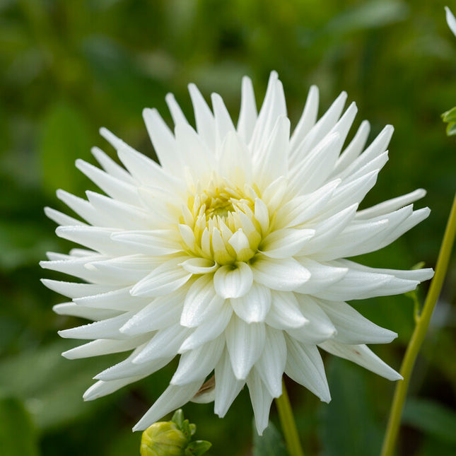 Dahlia Cactus My Love 1-pack