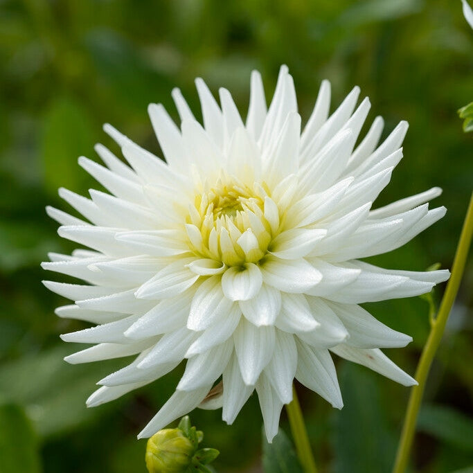 Dahlia Kaktus Rakkauteni 1-pakkaus