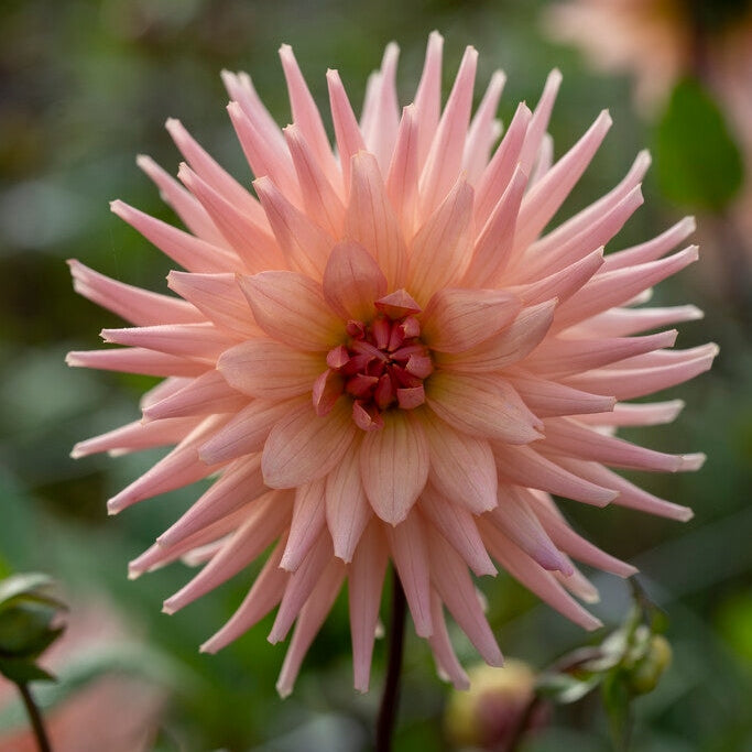 Dahlia Kaktus Preference 1-pakkaus