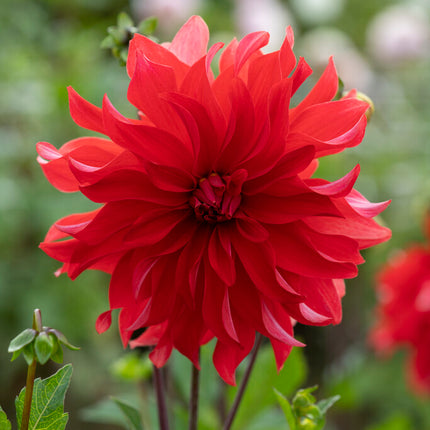 Dahlia Cactus Red Labyrinth 1-pack