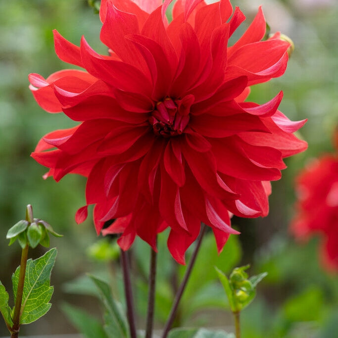Dahlia Kaktus Punainen Labyrintti 1-pakkaus