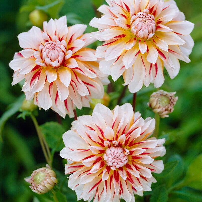 Dahlia Dekoratiivinen Caribbean fantasy 1-paketti