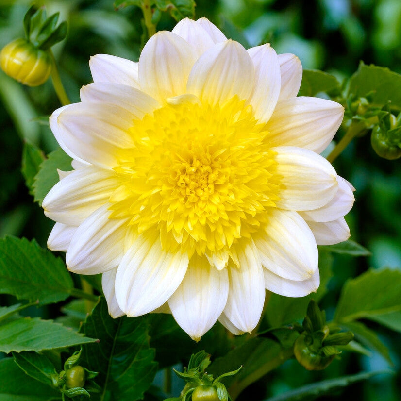 Dahlia Anemone Pasadoble 1-pakkaus