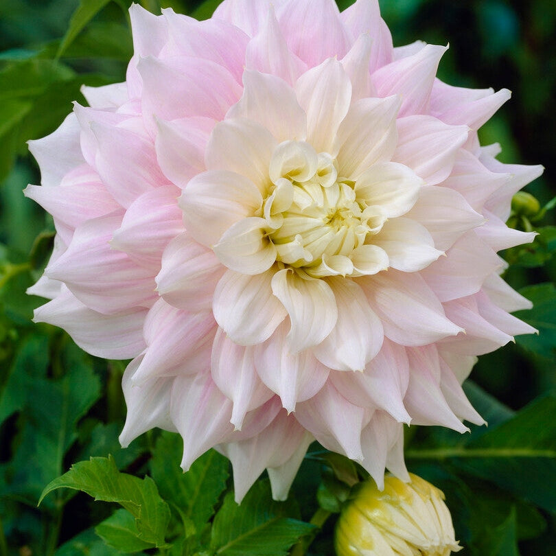 Dahlia Dekoratiivinen Gitts Perfection 1-pakkaus