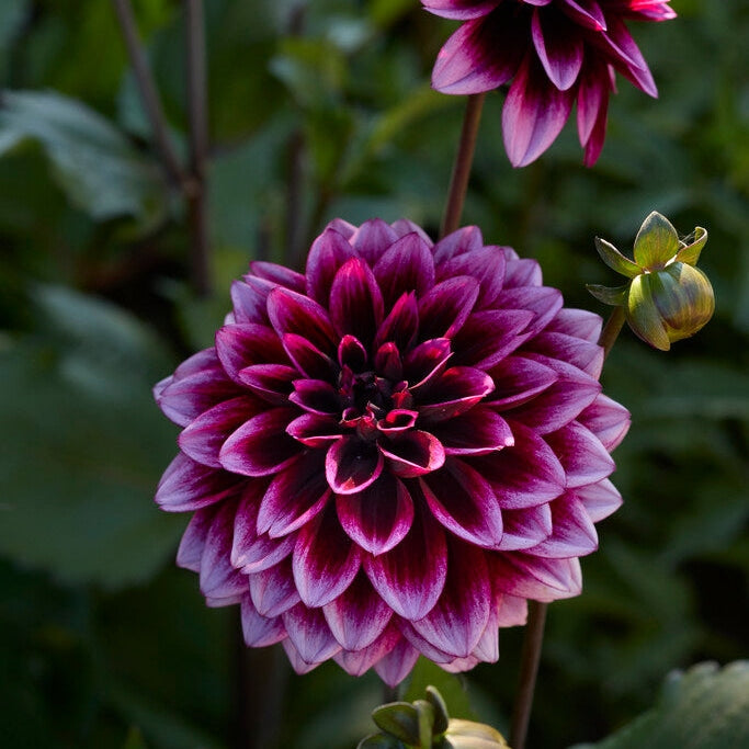 Dahlia Davina Michelle Koristeellinen 1-pakkaus UUTUUS