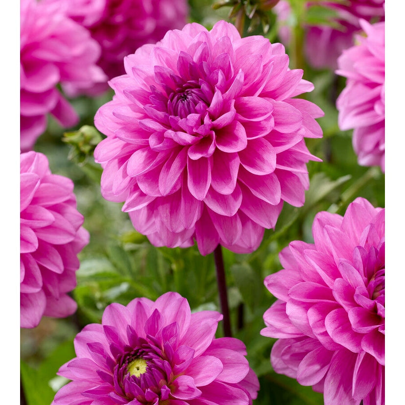 Dahlia Tolledo Koristeellinen 1-pakkaus Uutuus