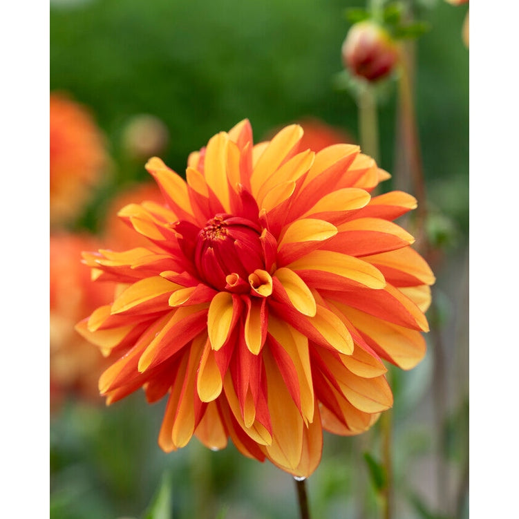 Dahlia Japlou Dekoratiivinen 1-pakkaus UUTUUS