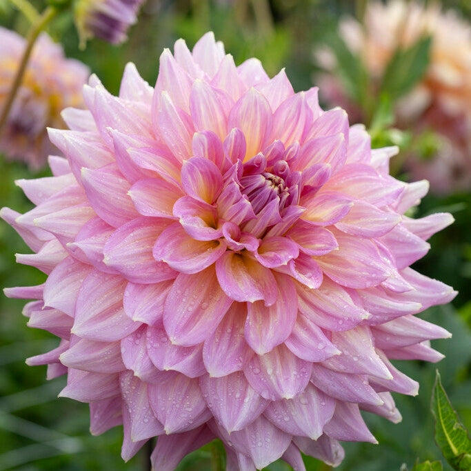 Dahlia Kiddin Huipentuma Koristeellinen 1-pakkaus UUTUUS