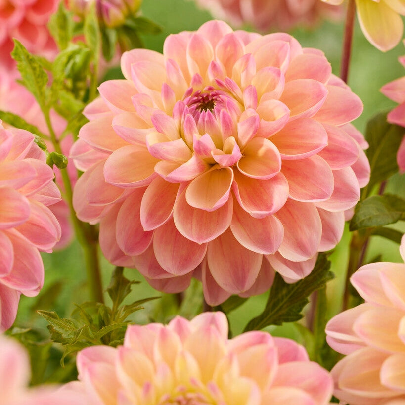 Dahlia Hapet Pastel Dekoratiivinen 1-pakkaus UUTUUS