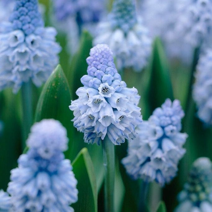 Kääpiöhyasintti-Muscari Azureum 15-pakkaus