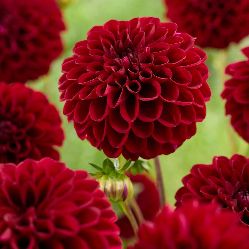 Dahlia Maroon Fox Ball 1-pack UUTUUS