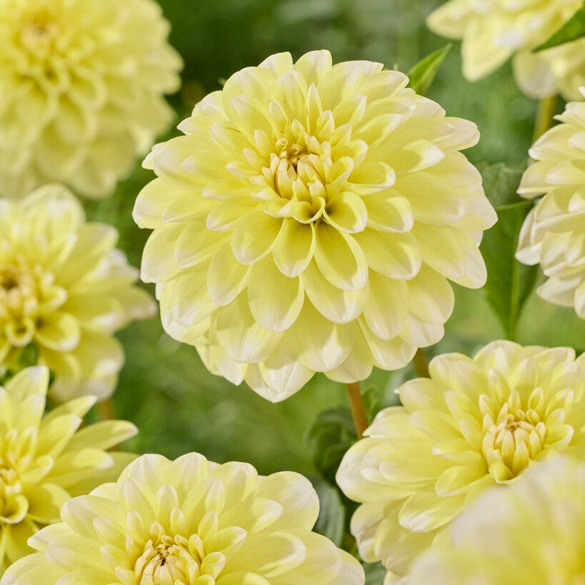 Dahlia Keltainen Havainto Koristeellinen 1-pakkaus UUTUUS