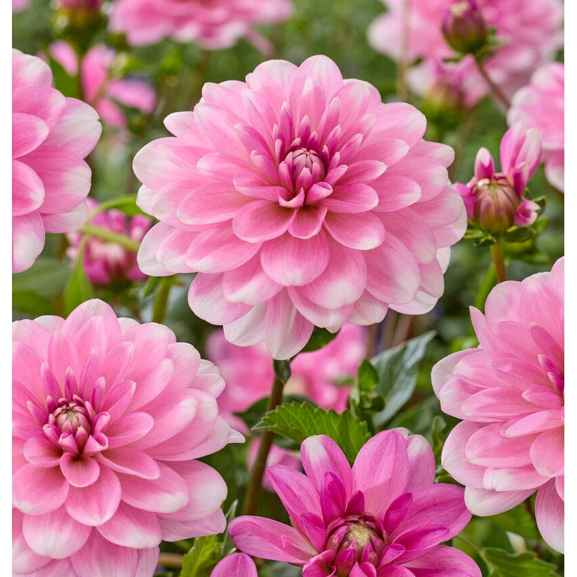 Dahlia Pink Perception Dekoratiivinen 1-pakkaus UUTUUS