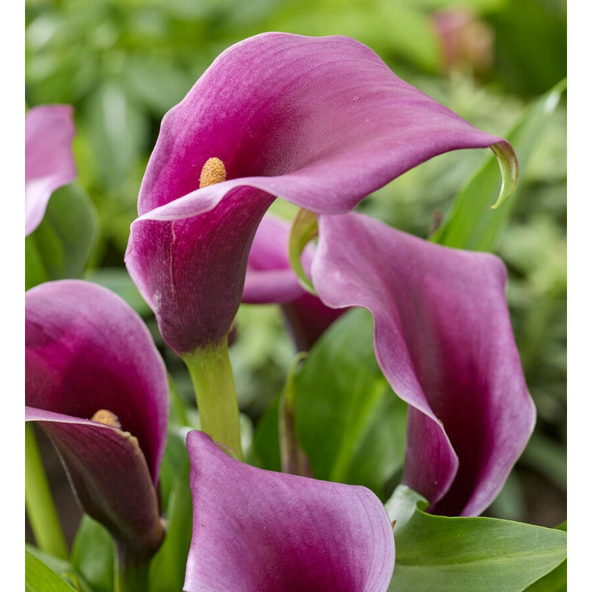 Zantedeschia Purple  1-pakkaus