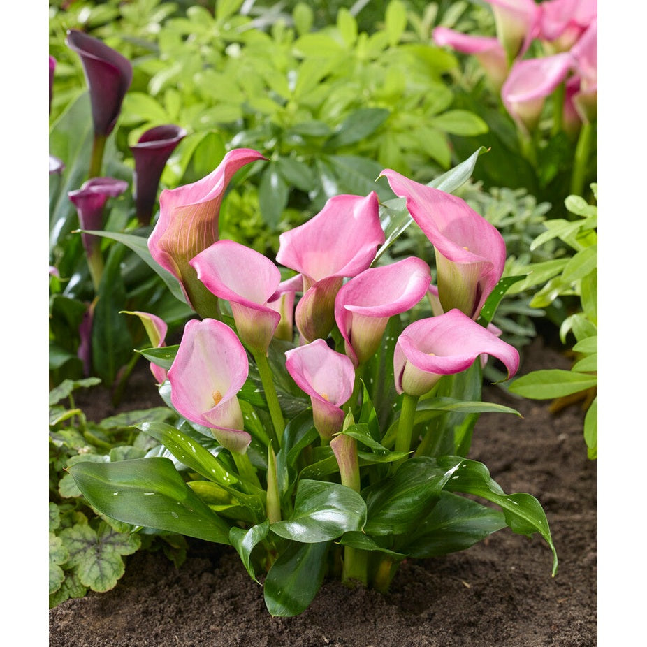 Zantedeschia Vaaleanpunainen 1-paketti