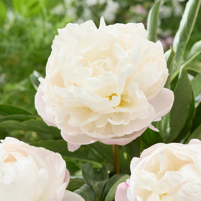 Pioni-Paeonia Gardenia 1-paketti