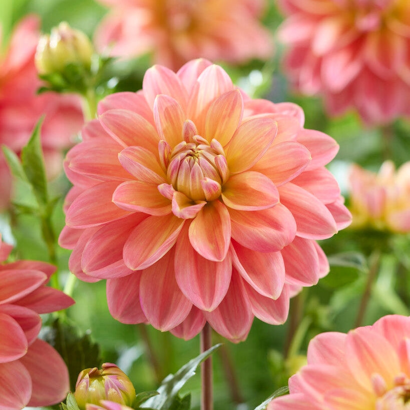 Dahlia Aamukohokas Koristeellinen 1-pakkaus Uutuus