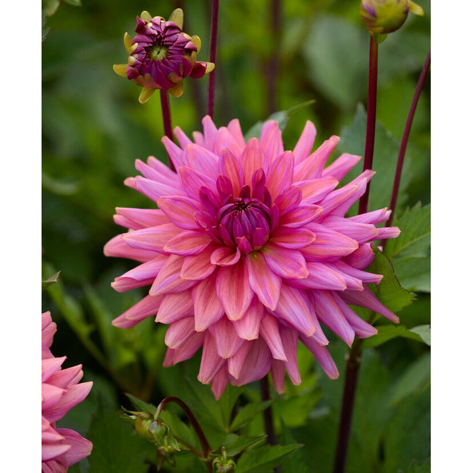 Dahlia Negroni Sunset Koristeellinen 1-pakkaus UUTUUS