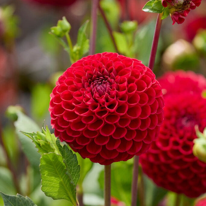 Dahlia Pallo Cornel 1-pakkaus UUTUUS