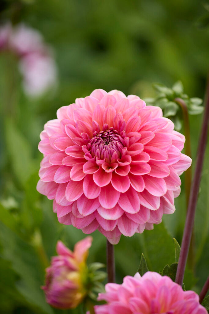 Dahlia Pompon Pink Juoksija 1-pakkaus