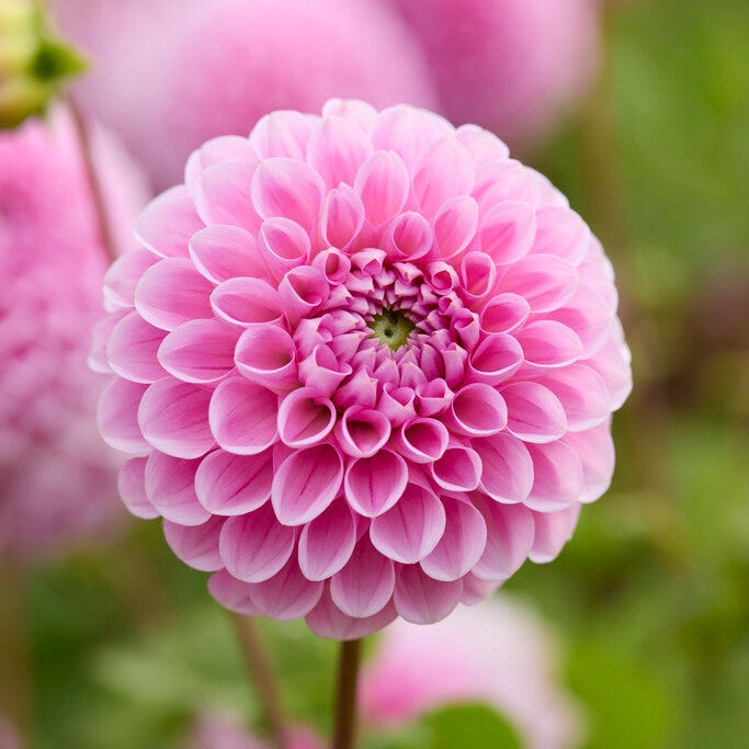 Dahlia Sweet Fabienne Pallo 1-pakkaus UUTUUS