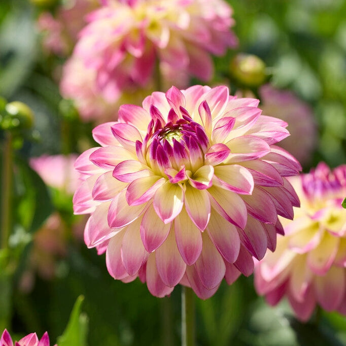 Dahlia Pure Happiness Koristeellinen 1-pakkaus Uutuus