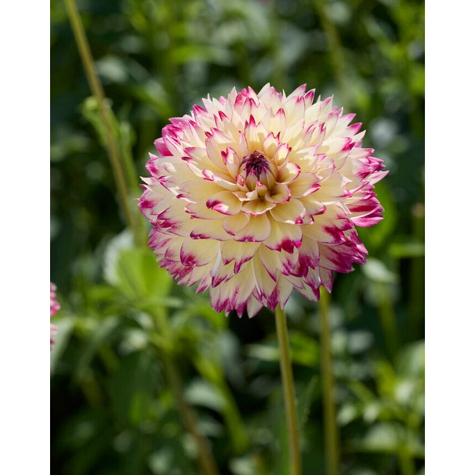 Dahlia Ariko Aphrodite Koristeellinen 1-pakkaus UUTUUS