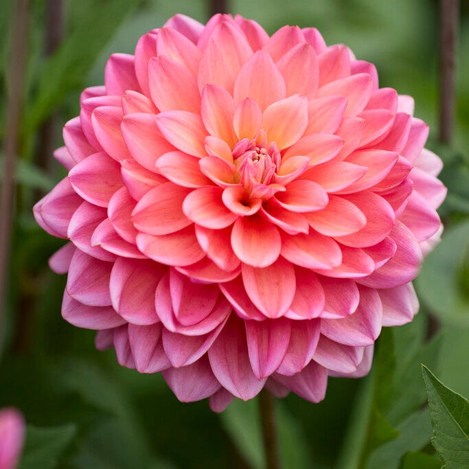Dahlia Great Silence Dekoratiivinen 1-pakkaus UUTUUS